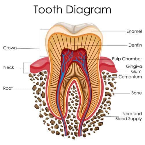 Causes of Teeth Sensitivity